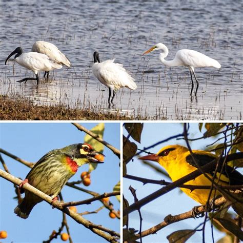 Wildlife and Biodiversity in Kabini - Turuhi