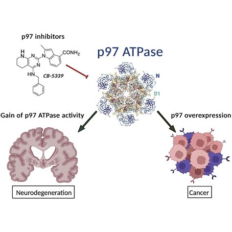 Inhibitors Of The Atpase P Vcp From Basic Research To Clinical