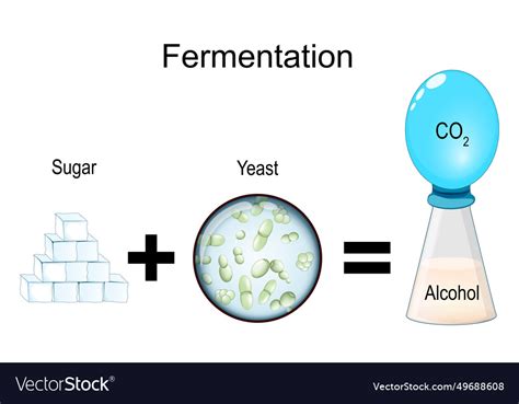 Fermentation metabolic process Royalty Free Vector Image