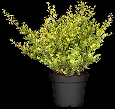 Ilex Crenata Glorie Gem Bild Kaufen 14005766 Gartenbildagentur