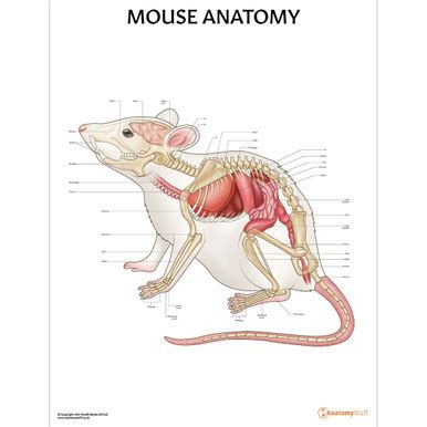 Mouse Anatomy Poster | Bones Organs Small Mammal