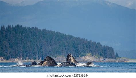 Bubble Net Feeding Alaska Images Stock Photos Vectors Shutterstock