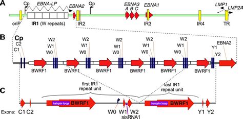 Schematic Representations Of The Ir1 Region Of Ebv A Schematic