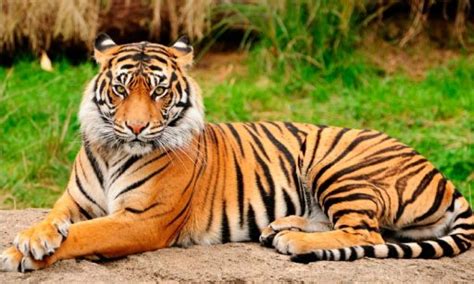 Cómo Viven los Tigres Descubre su Hábitat Animalesis