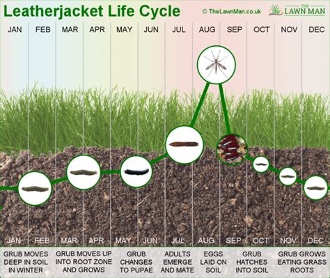 Leatherjacket Life Cycle Diagram - The Lawn Man