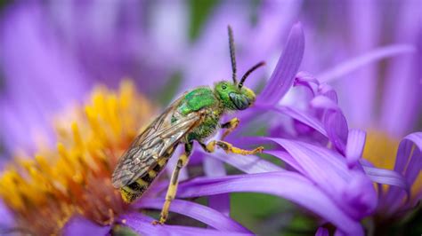 10 Types of Bees All Homeowners Should Know