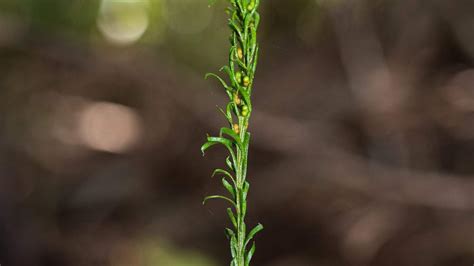 Humble Fern From New Caledonia Boasts World S Largest Genome