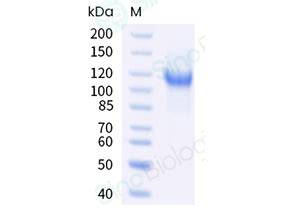 LDLR LDL Receptor Protein Overview Sino Biological