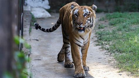 India S Endangered Tiger Population Tops