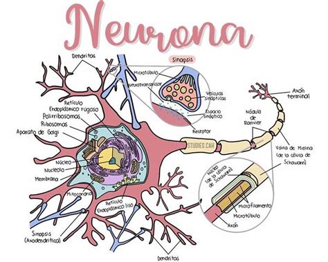 Santiago Rhenals Acuña En Instagram Repasemos La Antonina Neuronal