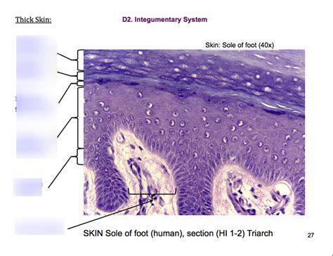 Layers Of The Skin On Sole Of Foot Diagram Quizlet