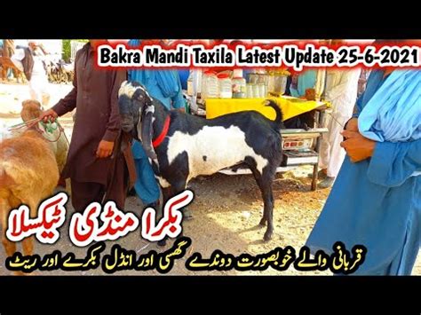 Bakra Mandi Taxila Toady Latest Update Friday 25 June 2021 Bakra Ky