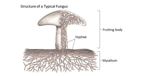 The Mycelium Structure In Mushrooms Fungi Stuffed Mushrooms Natural