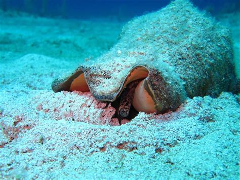 Female queen conch laying an egg mass. the photo shows the typical... | Download Scientific Diagram