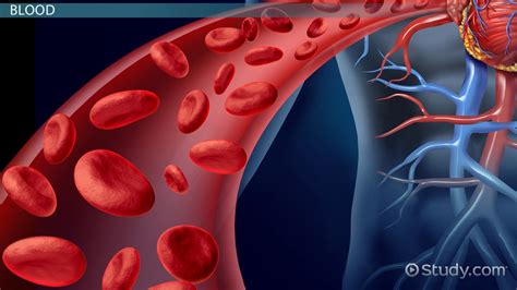 Composition Of Blood Components Function And Percentage Lesson