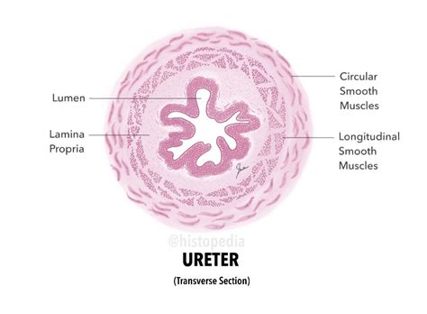 Simplified Histology Diagram Of Ureter Transverse Section Showing Lumen