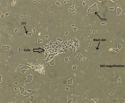 Questions With Answers In Mammalian Cell Culture Scientific Method