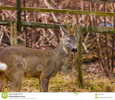 Roe Deer Portrait Stock Photo Image Of Eyes Deer Roebuck 68416248