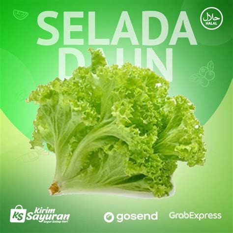 Jual Selada Segar Daun Selada Fresh Sayur Selada Gram Sayur