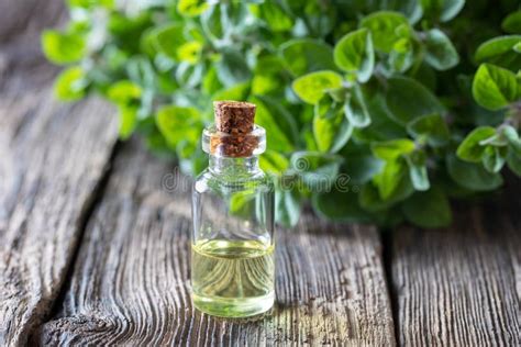 A Bottle Of Oregano Essential Oil With Fresh Oregano Twigs Stock Photo