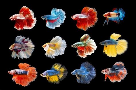 48 Types of Betta Fish: Tail Types, Colors & Patterns