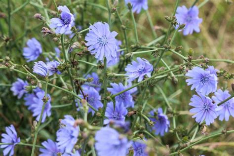 Common Chicory Flower Cichorium Intybus Blooming In The Summer