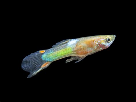 Assorted Endler (Poecilia wingei), Tank-Bred - Aquatic Arts on sale today for $ 3.99