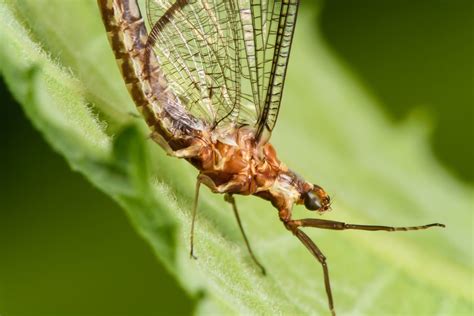 51 Creepy Crawlies That You Can And Should Eat