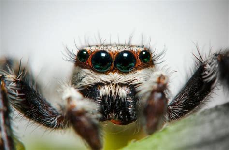 Jumping spider stock image. Image of joint, dark, jumpig - 94908435