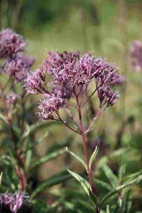 Eupatorium Maculatum Humble Plantwerk Online Kopen