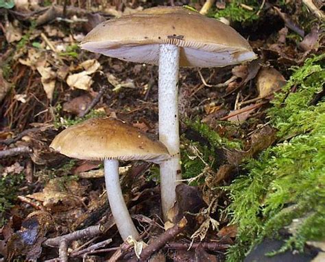 Pluteus Cervinus Deer Shield Mushroom