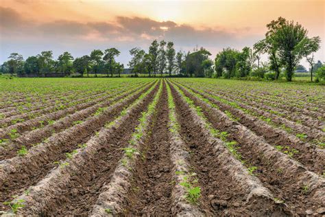 Tipos De Solo Para Plantio Mais Comuns No Brasil