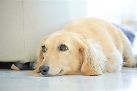 犬のヘルニアにかかる治療費は？症状や治療法についても解説！