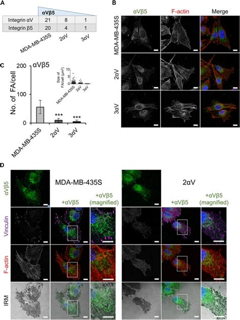 Kank Links V Focal Adhesions To Microtubules And Regulates