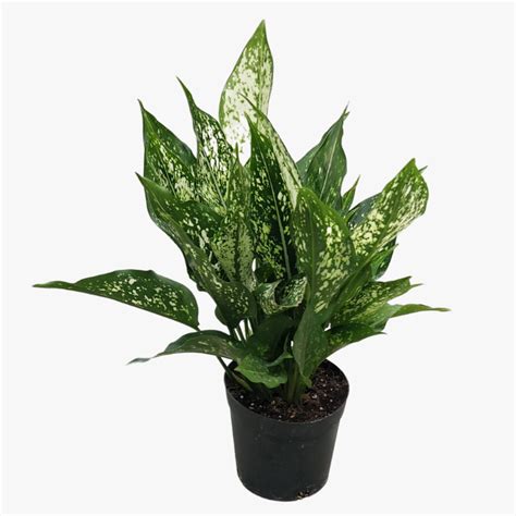 Aglaonema Spring Snow Indoor Plant Exotic Plant Halaplantsae