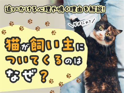 猫が飼い主についてくるのはなぜ？追いかける心理や鳴く理由を解説！