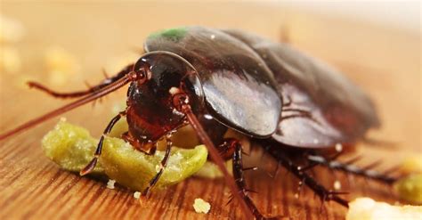 Cockroach Nest: What They Look Like - A-Z Animals