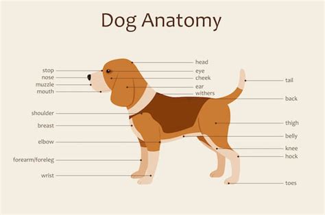 visual guide  dog anatomy muscle organ skeletal drawings