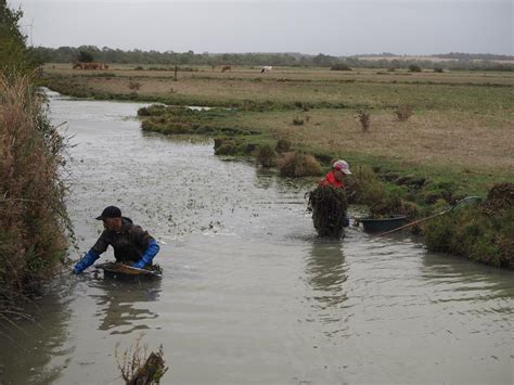 Plantes invasives en Charente Maritime On ne peut pas éradiquer la