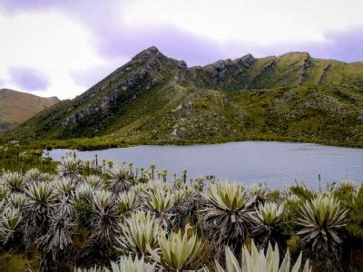 Chingaza Santuario De Los Osos De Anteojos Aventure Colombia