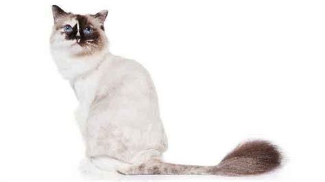 Useful Anti-Matting Cat Hair Cuts | PetCareRx