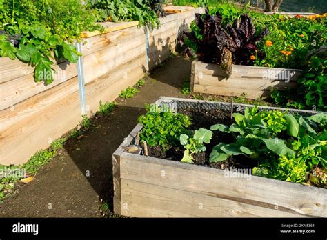 Raised Bed Vegetable Garden Allotment Plot Stock Photo Alamy