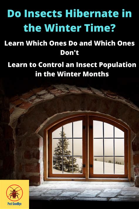 Do Insects Hibernate In The Winter Time Insects Hibernation Insect