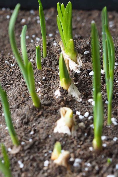 How To Grow Garlic In Containers Artofit