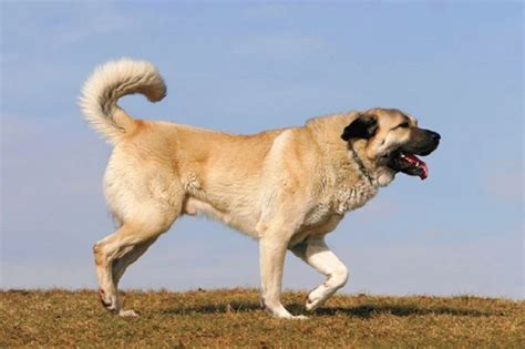 Information About "Guardian Dog Breeds" Characteristics and More ...