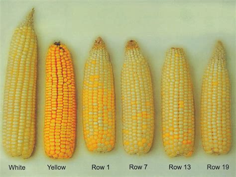 Maize Vs Corn: Similarities And Differences, 53% OFF