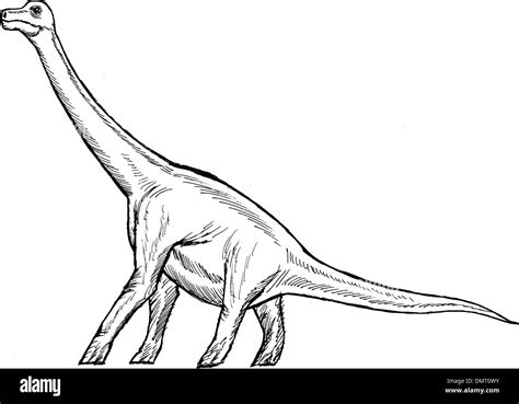 Brachiosaurus Dinosaur Black And White Stock Photos And Images Alamy