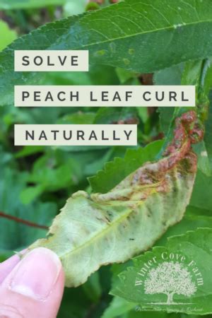 Peach Leaf Curl Symptoms Treatment And Control Artofit