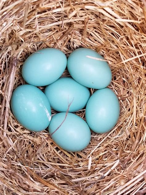 Eastern Bluebird Eggs