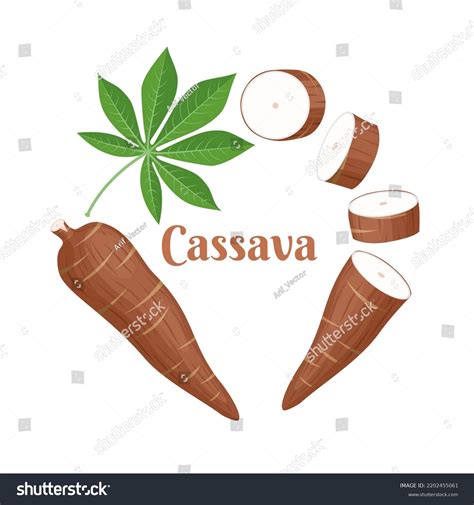 Vector Illustration Cassava Root Manihot Esculenta Stock Vector